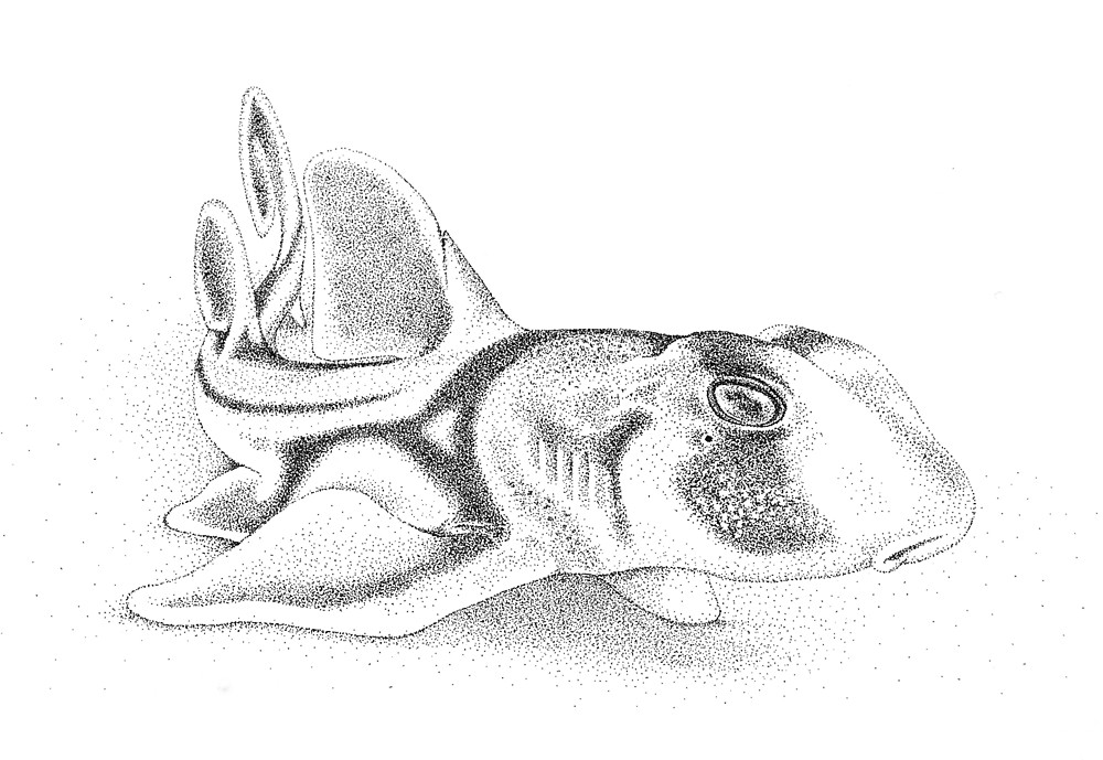 1000x689 Baby Port Jackson Shark Ink Drawing