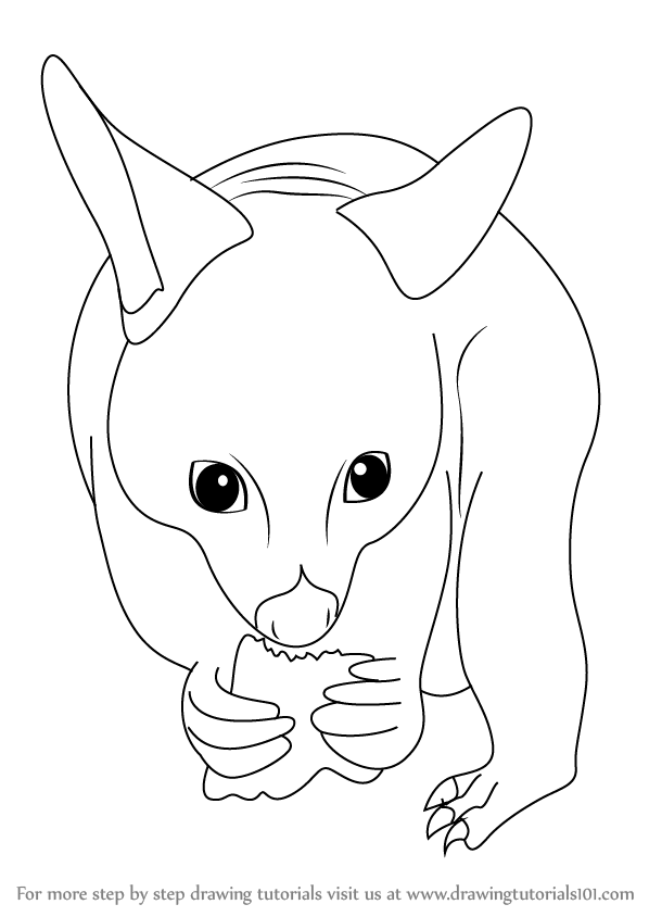 598x844 Learn How To Draw A Possum (Wild Animals) Step By Step Drawing