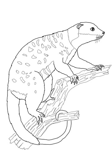 360x480 Possum Cuscus Coloring Page Free Printable Coloring Pages
