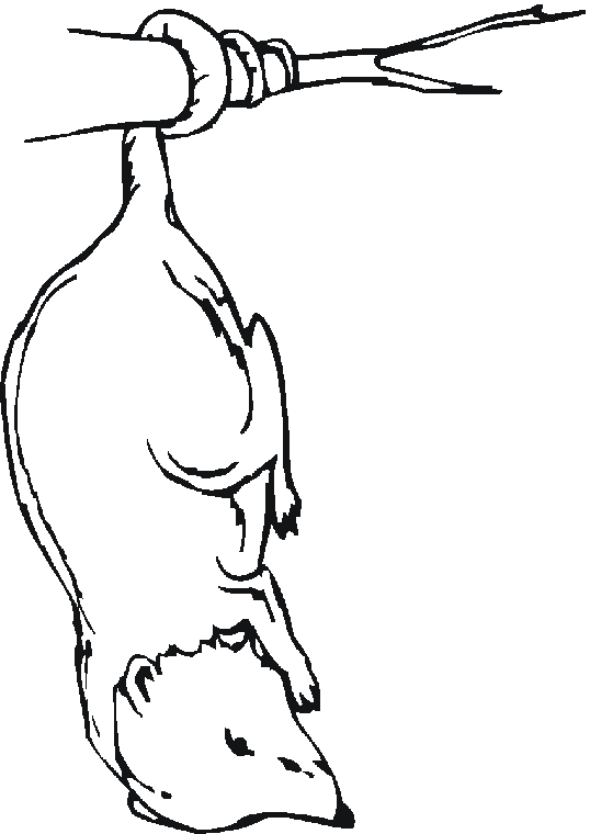 538x760 Possum Coloring Page
