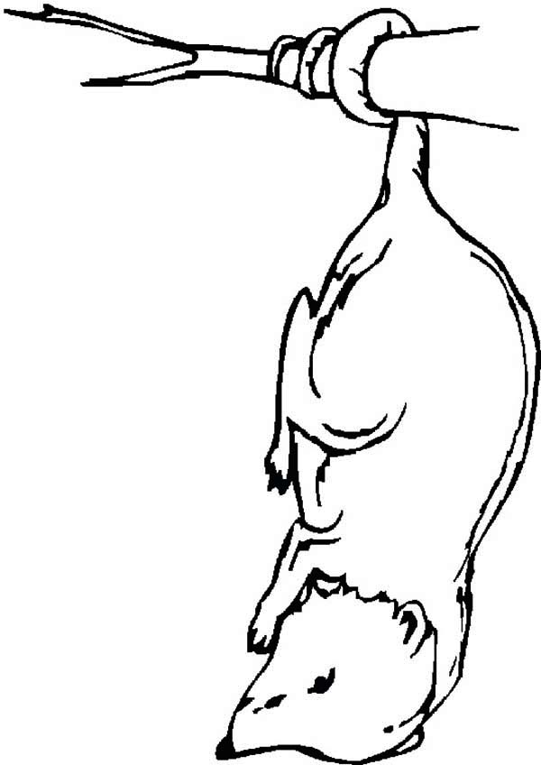600x848 Possum Is Sleeping Coloring Page Color Luna
