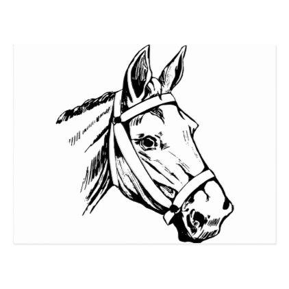 422x422 Horse Drawing Head Postcard