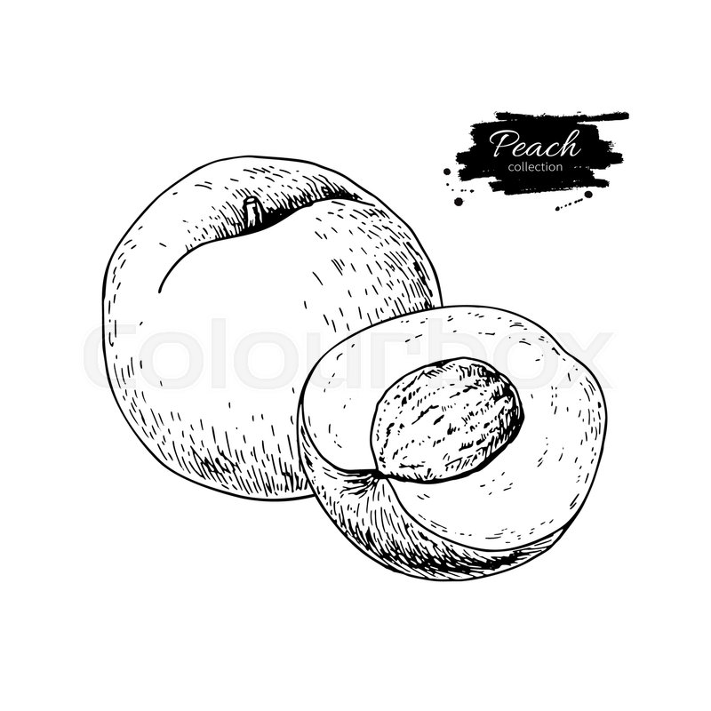 800x800 Peach Vector Drawing. Isolated Hand Drawn Peach And Sliced Pieces