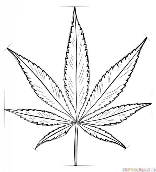 522x575 How To Draw A Pot Leaf Step By Step Drawing Tutorials