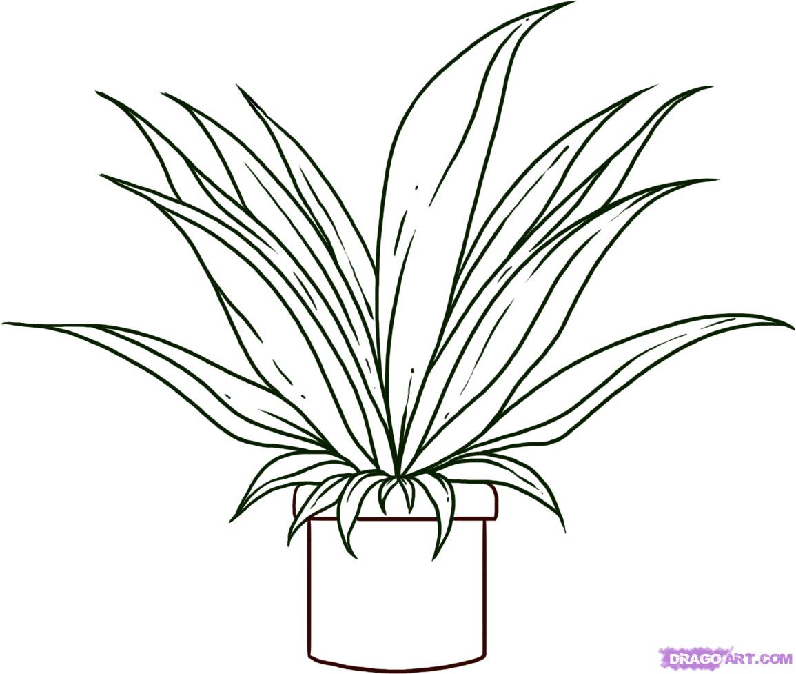 1155x977 Drawn Pot Plant Easy