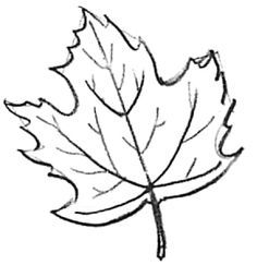 236x243 Learn How To Draw A Leaf, One Of The Maple Variety