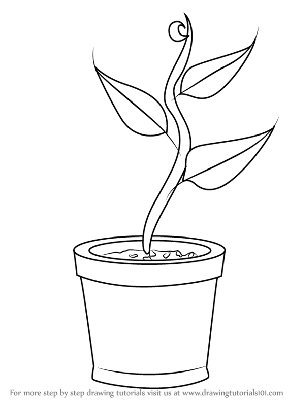 567x800 Learn How To Draw Plant In Pot (Plants For Kids) Step By Step