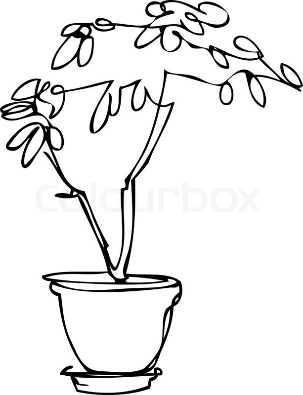 613x800 Sketch Room Plant Flower In A Pot Stock Vector Colourbox