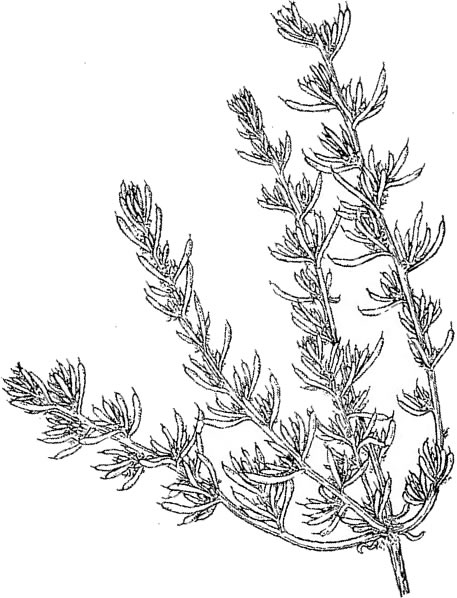 457x598 Weed Plant Drawing