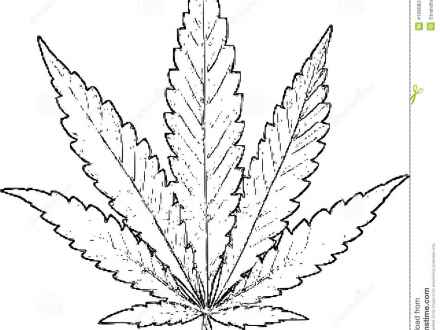 440x330 Drawing Marijuana Weed Plant, Pot Plant Drawing