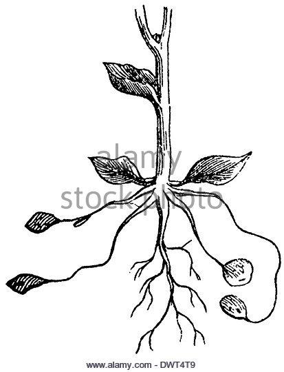 413x540 Potato Drawing Stock Photos Amp Potato Drawing Stock Images