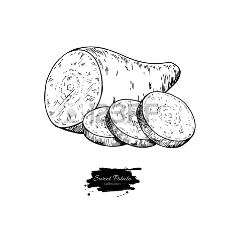 450x450 Sweet Potato Hand Drawn Vector Illustration. Isolated Vegetable