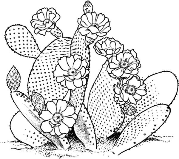 600x532 355 Best Cactus Images On Succulents, Bedroom Ideas