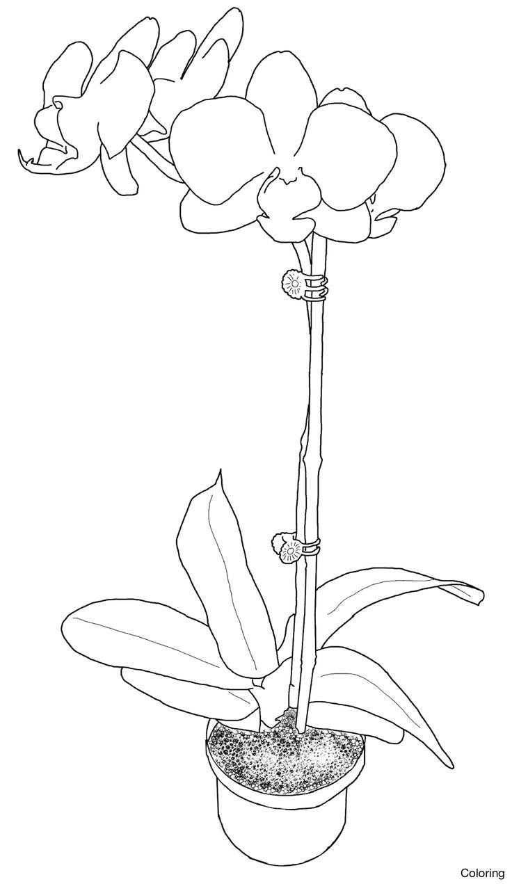 736x1271 Flower Template Color Sheets Simple Orchid Drawing Coloring Free