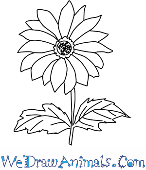 300x350 How To Draw A Chrysanthemum Flower