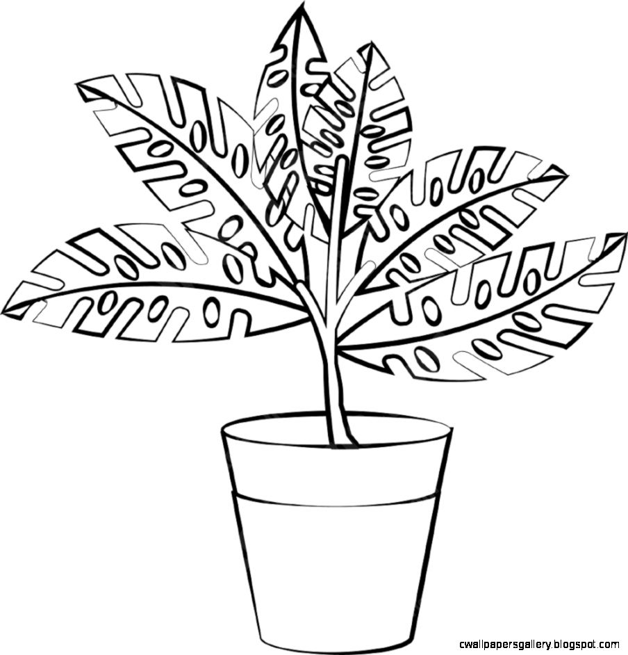 Potted Flower Drawing at GetDrawings | Free download