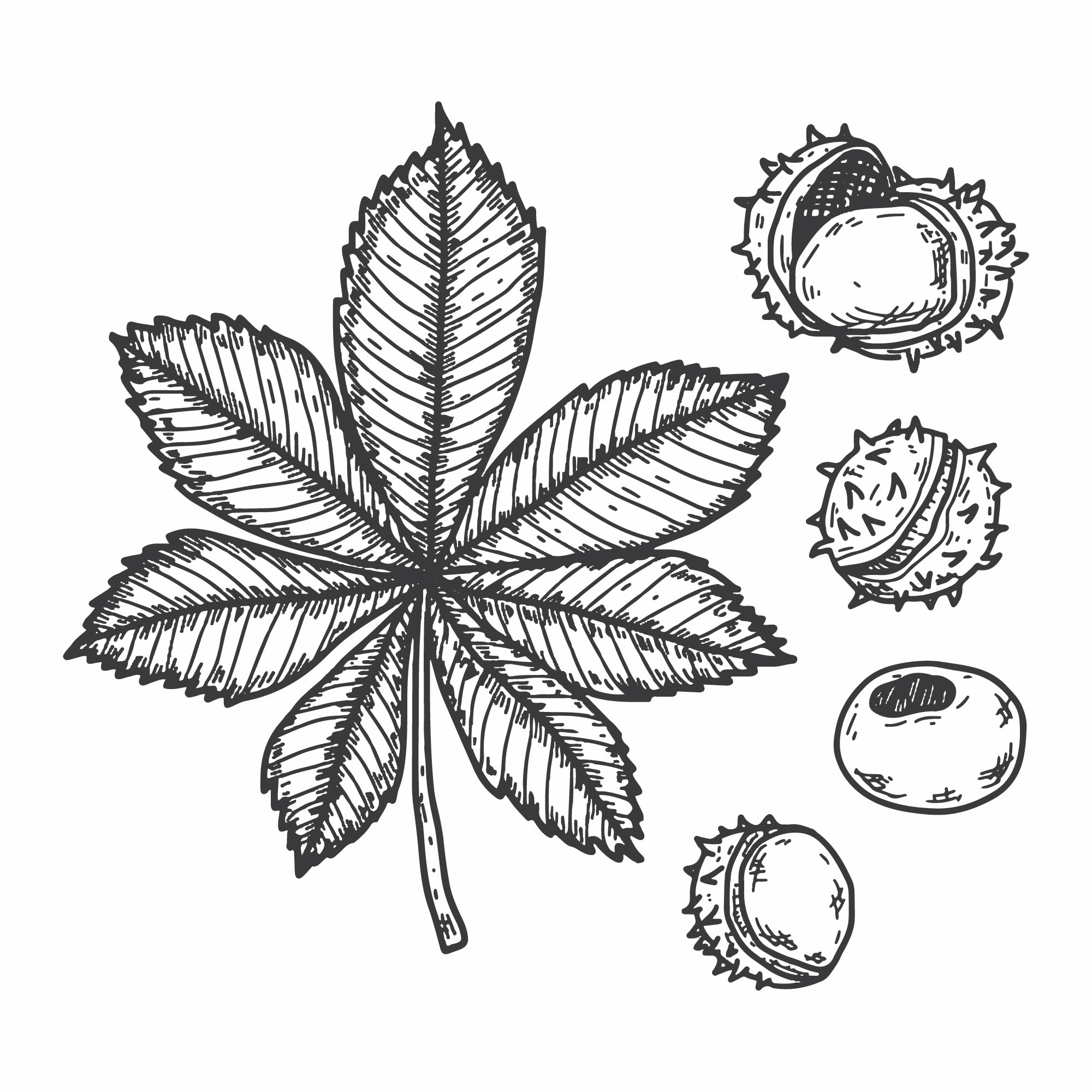 2000x2000 Hand Drawn Plant Free Vector Art