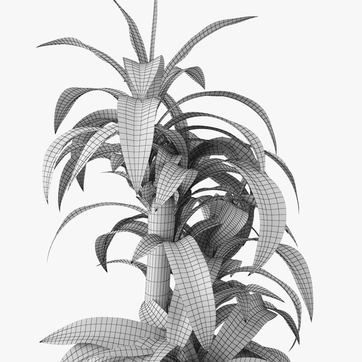1200x1200 3d Model Dracaena Massangeana Potted Plant Cgtrader