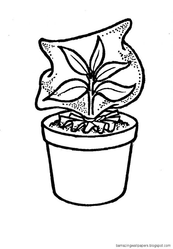 557x800 Potted Plant Drawing Amazing Wallpapers