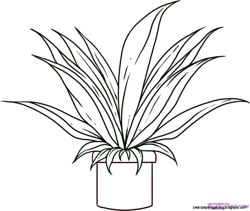 1062x898 Potted Plant Drawing Wallpapers Gallery