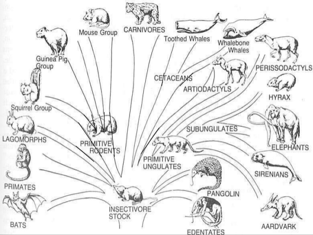 638x479 Mammals Lesson Biology Powerpoint, Class Mammalia, Taxonomy