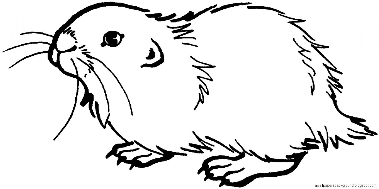 Prairie Dog Drawing at GetDrawings | Free download