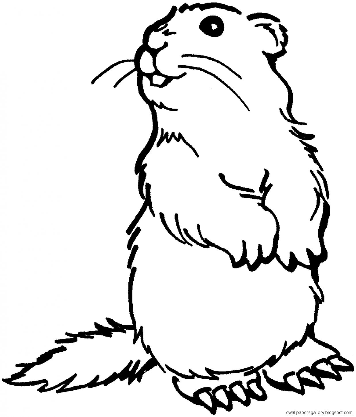 Prairie Dog Drawing at GetDrawings | Free download