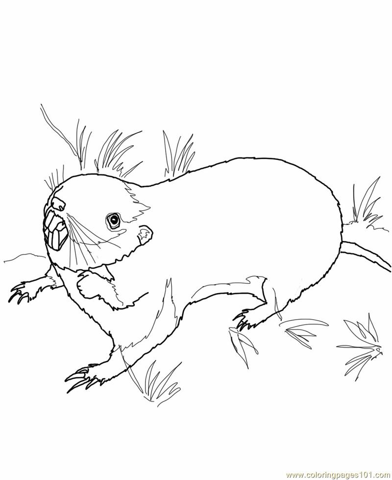 800x979 Prairie Dog Coloring Pages