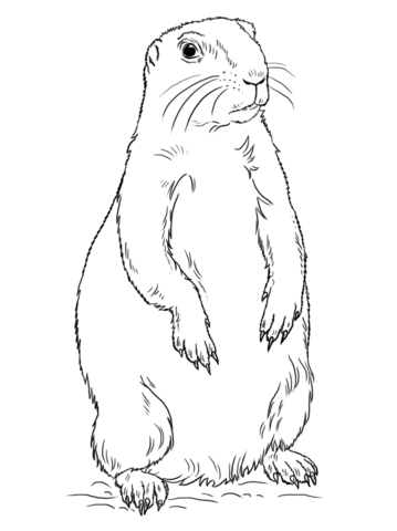 Prairie Dog Drawing at GetDrawings | Free download