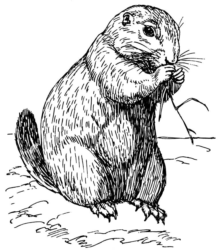 768x880 Coloring Page Prairie Dog