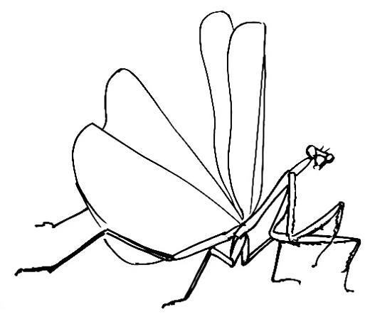520x456 How To Draw A Praying Mantis