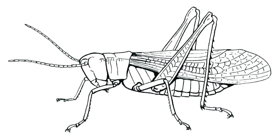 961x475 Praying Mantis Coloring Page Open And Print This Christian