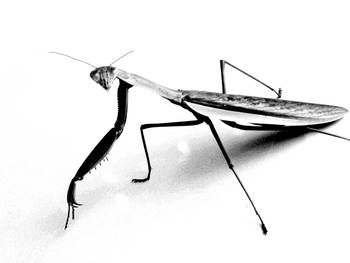 350x263 Praying Mantis Pencil Sketch By Sally Jardine