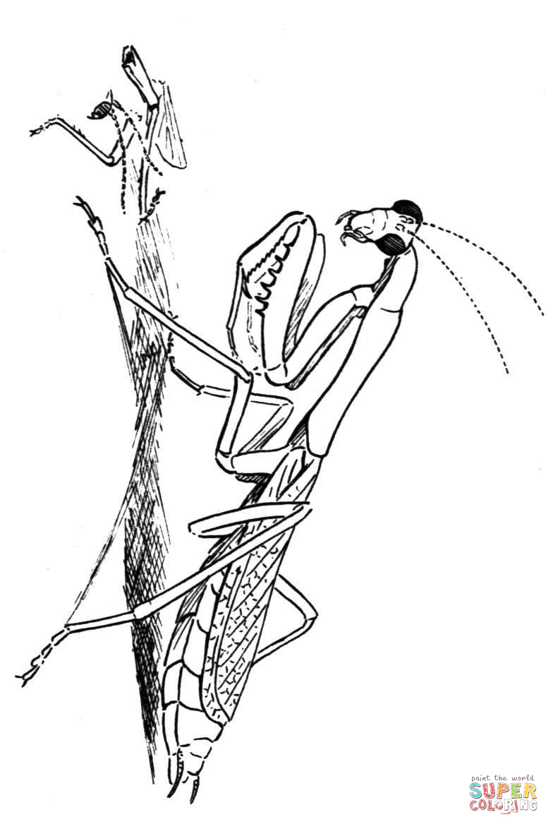 784x1174 Carolina Praying Mantis Coloring Page Free Printable Coloring Pages