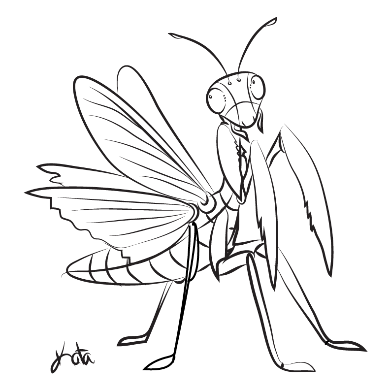 792x792 Praying Mantis Sketch By Kata