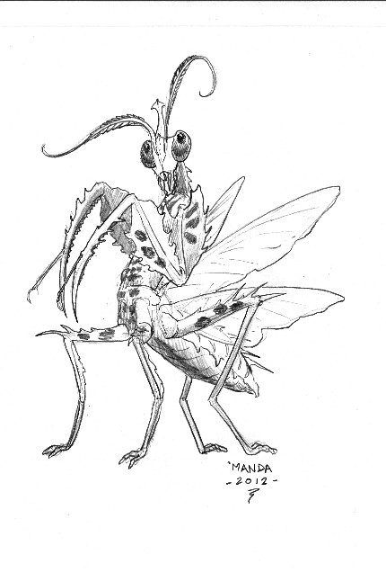 Praying Mantis Drawing at GetDrawings | Free download