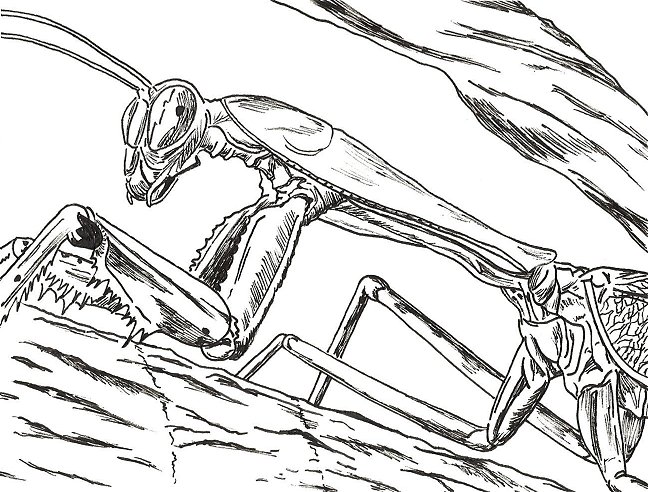 648x492 Praying Mantis By Johnkdesign