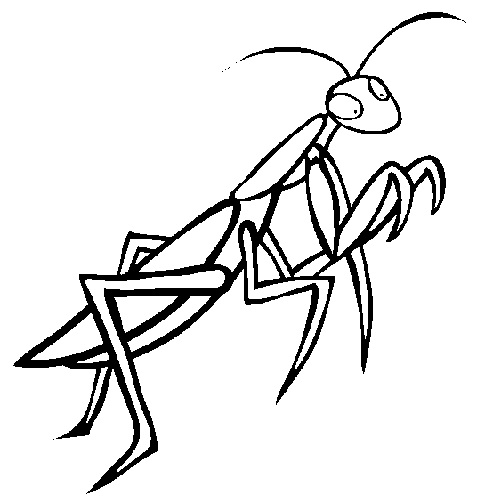 554x565 Praying Mantis Coloring Page