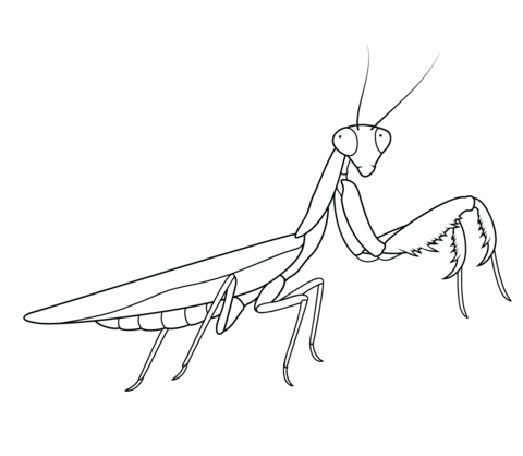 480x418 Praying Mantis Coloring Page Free Printable Coloring Pages