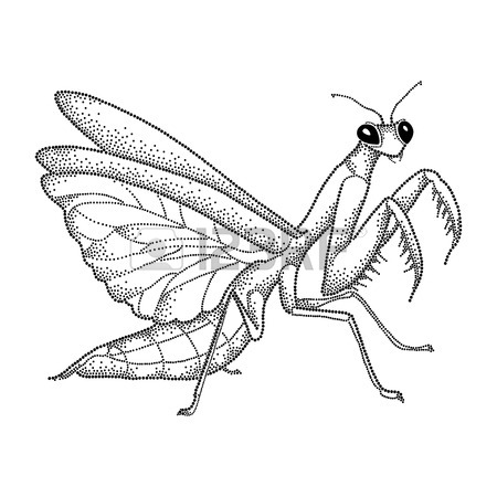 Praying Mantis Drawing at GetDrawings | Free download