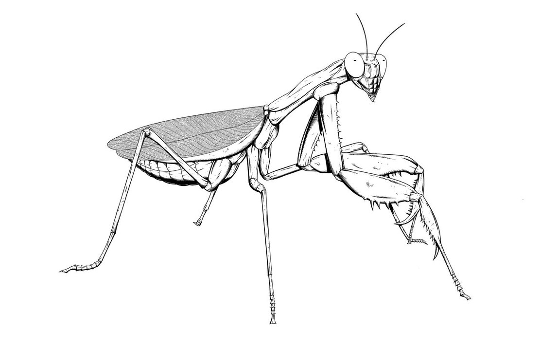 Praying Mantis Drawing at GetDrawings | Free download