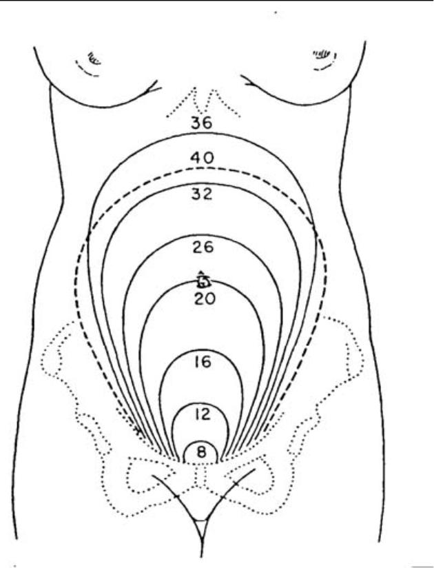 630x824 5.02 Changes Of The Reproductive System During Pregnancy