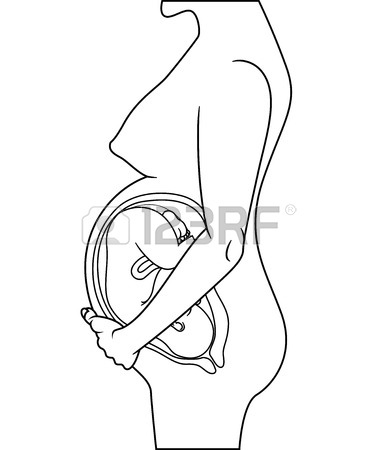 377x450 Normal Pregnant Female Anatomy Royalty Free Cliparts, Vectors,