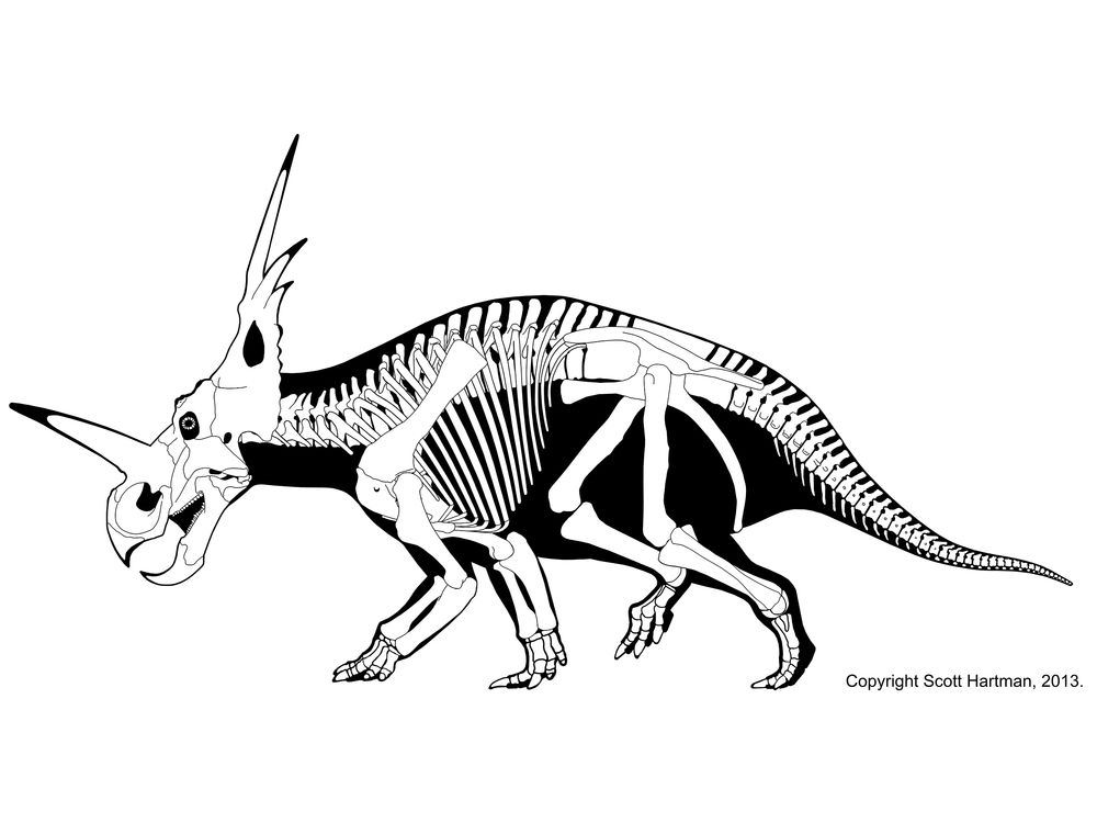 1000x750 Scott Hartman Skeletal Drawing Styracosaurus Albertensis Art