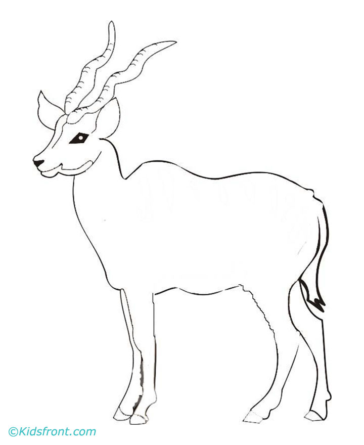 720x880 Gazelle Coloring Pages For School