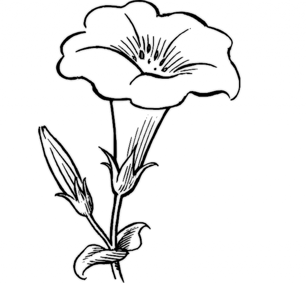 1024x948 Flower Drawing Simple Beautiful Flower Drawing Simple