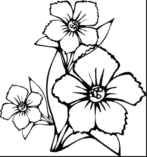 618x661 Ideas Of Draw Pretty Flowers Images About Outlines On Rose Outline