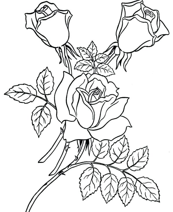 600x734 Pretty Roses Coloring Pages Free With Rose Color Best Collection