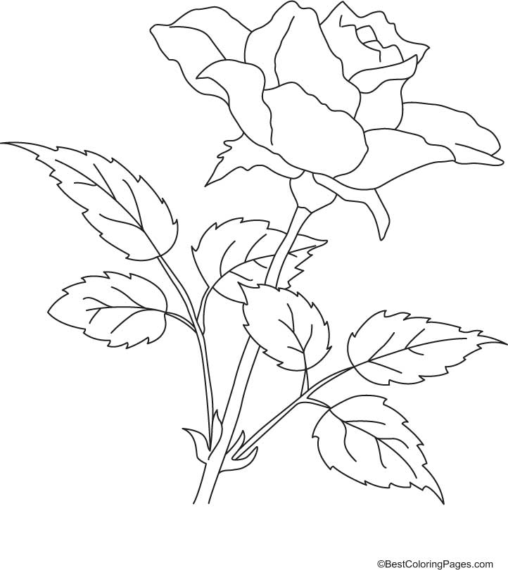 722x810 Rose With Petals Coloring Page Download Free Rose With Petals