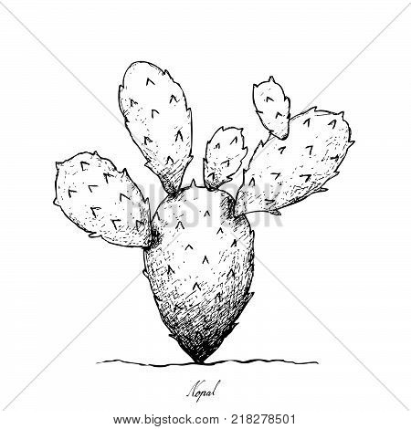450x470 Prickly Pear Images, Illustrations, Vectors